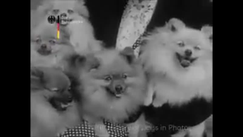 Dog Show 1952 Italy, San Remo