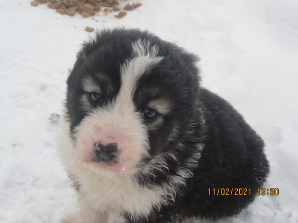 авито домашние животные. дикие звери самарской области. авито животные самара и самарская. шестимесячные бычки сементалкм. Koza на самарской.
