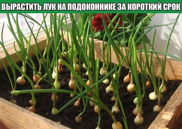 ВЫРАСТИТЬ ЛУК НА ПОДОКОННИКЕ ЗА КОРОТКИЙ СРОК Подготовь грунт в контейнереЧтобы прорастить лук в домашних условиях, можно воспользоваться любыми ящичками, мисками, контейнерами или поддонами