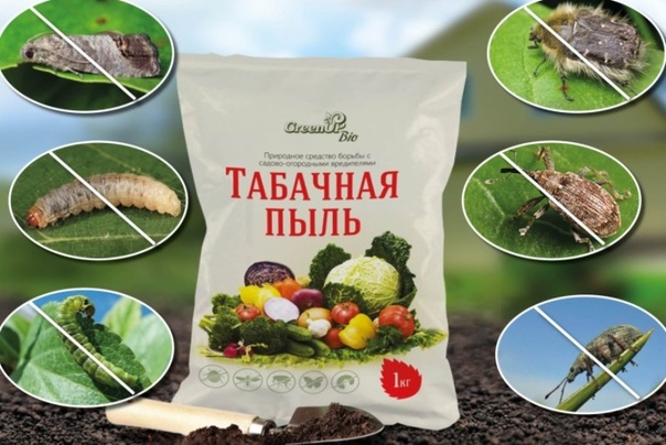 Табачная пыль от вредителей: применение в садоводстве. В специализированных магазинах для сада и огорода реализуют табачную пыль. Она представляет собой отходы, которые образуются при