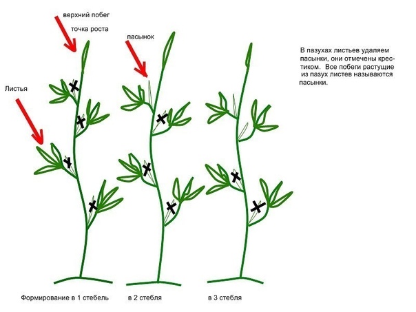 ХИТРОСТИ УХОДА ЗА ТОМАТАМИ Обламывание пасынков. Пасынковать - значит удалить лишние побеги. Пасынкуют томаты как можно раньше, не допуская, чтобы пазушные побеги, которые нужно удалить,