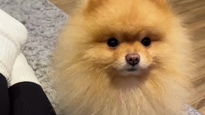 Видео со шпицами смешные
